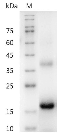 Mouse M-CSF protein, His tag (Animal-Free)