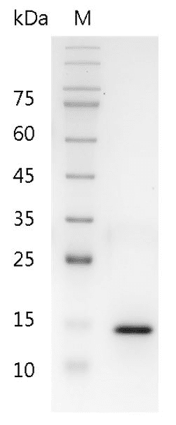 Human IL-17A protein, His tag (Animal-Free)