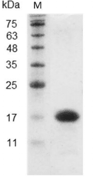 Mouse IL-16 Protein, His tag (Animal-Free)