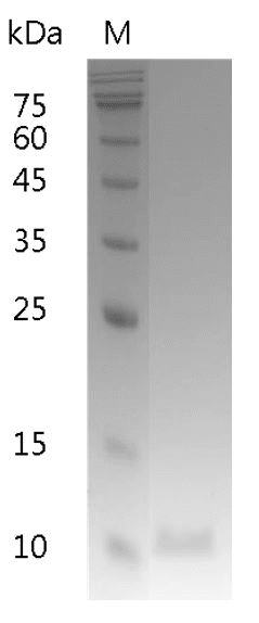 Human IL-13 protein, His tag (Animal-Free)