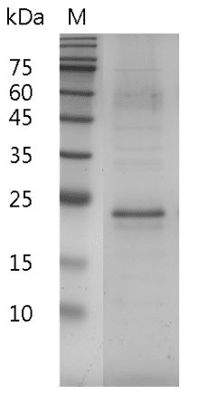 Mouse IL-17A protein, His tag (Animal-Free)