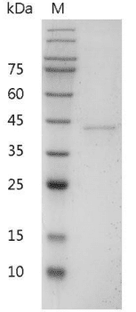 Mouse IL-12 p40 Protein, His tag (Animal-Free)
