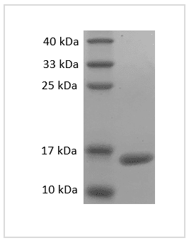 Mouse TNF-α protein