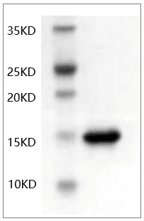 Human TNF-α protein