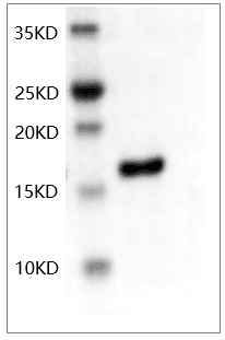 Human bFGF protein