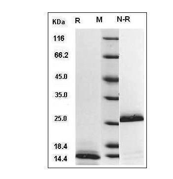 Human TGF-β1 protein