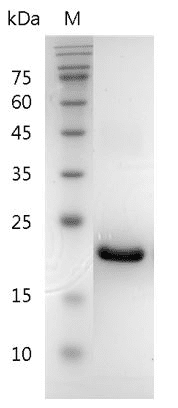 Mouse G-CSF Protein, His tag (Animal-Free)
