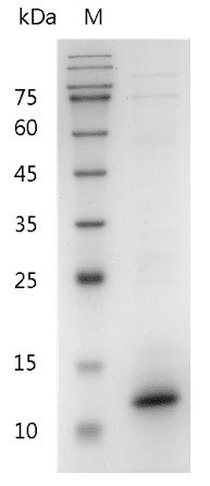 Mouse IL-15 Protein, His tag (Animal-Free)