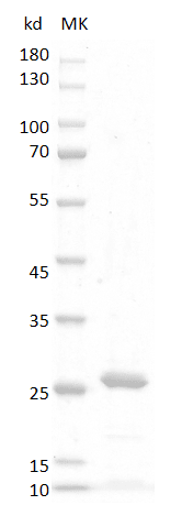Human FGF-16 Protein
