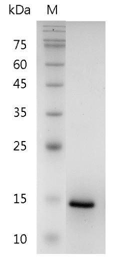 Human CXCL9 Protein, His tag (Animal-Free)