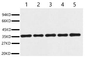 Anti-GAPDH Rabbit Polyclonal Antibody