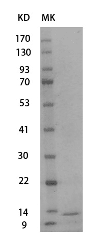 Mouse IGF1 protein