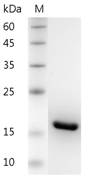 Human IL-1β protein, His tag (Animal-Free)