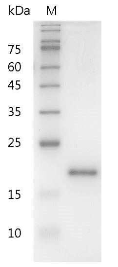 Human IL-10 protein, His tag (Animal-Free)