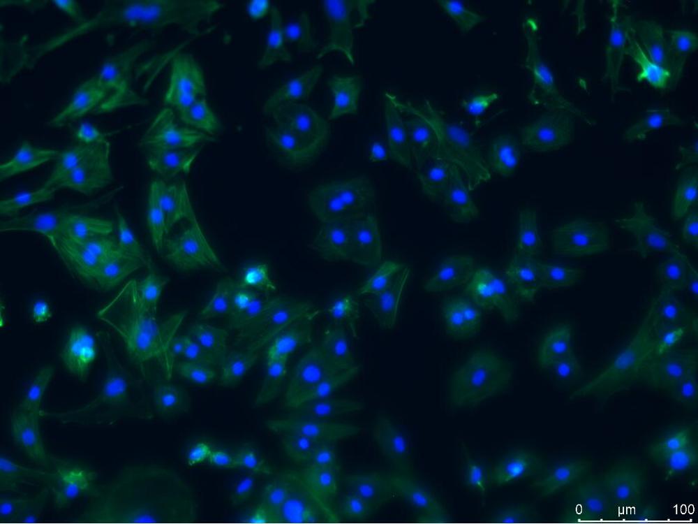 TraKine™ F-actin Staining Kit (Green Fluorescence)