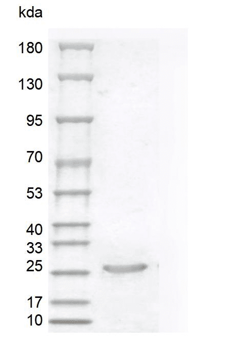 Human Sonic Hedgehog Protein