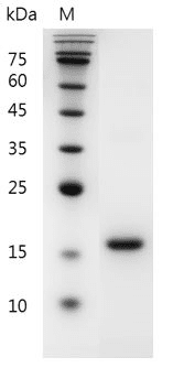 Mouse Flt-3 Ligand protein, His tag (Animal-Free)