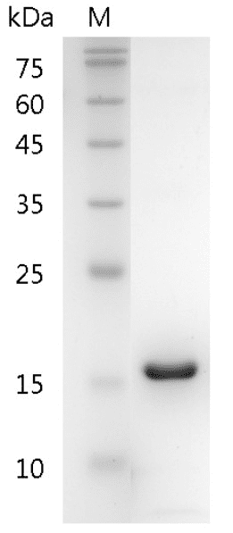 Mouse CXCL5 Protein, His tag (Animal-Free)