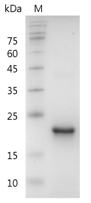 Human TPO protein, His tag (Animal-Free)