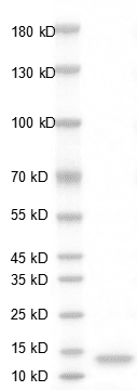 Human PDGF-BB Protein