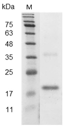 Mouse/Rat VEGF165 Protein, His tag (Animal-Free)