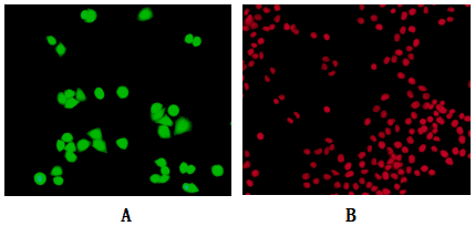 Live and Dead Cell Double Staining Kit