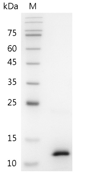 Mouse CCL3 Protein, His tag (Animal-Free)