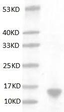 Human IL-3 Protein