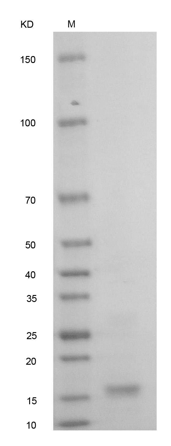 Human BMP-13 Protein