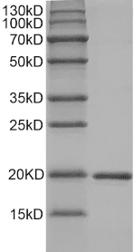 Mouse RANKL protein