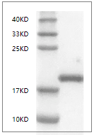 Mouse LIF protein, C-His tag