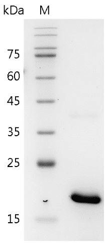 Mouse IL-17B Protein, His tag (Animal-Free)