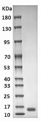 Human Galectin-1 Protein