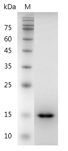 Human GDNF protein, His tag (Animal-Free)