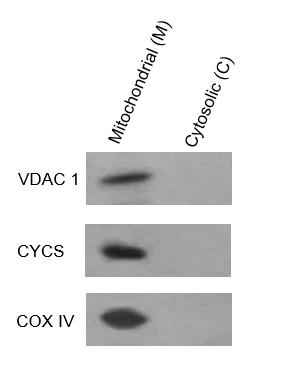 ExKine™ Mitochondrion Extraction Kit (Cultured Mammalian Cells)