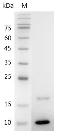 Mouse IGF-1 protein, His tag (Animal-Free)
