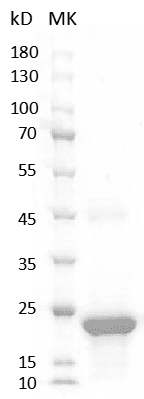 Human VEGF165 Protein