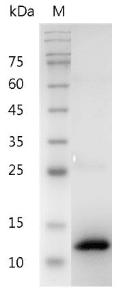 Human BMP-2 protein, His tag (Animal-Free)