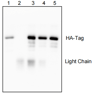IPKine™ Anti-HA Magnetic IP Kit