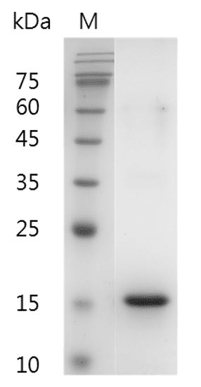Human Flt-3 Ligand protein, His tag (Animal-Free)