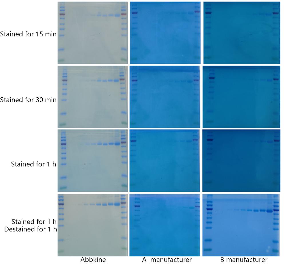SuperKine™ Protein Gel Fast Staining Solution (Coomassie Blue)