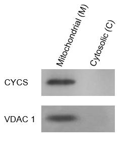 ExKine™ Mitochondrion Extraction Kit (Tissue)