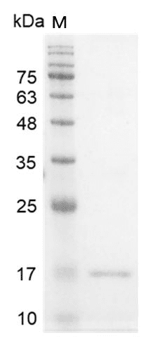 Human IFN-γ protein, His tag (Animal-Free)