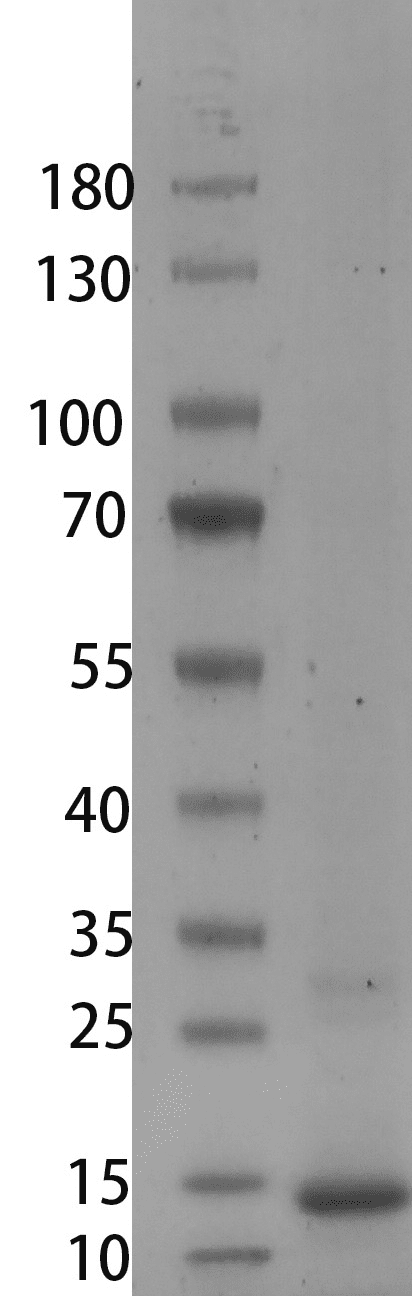Human/Mouse BMP-2 Protein