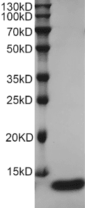 Human TGF-α protein