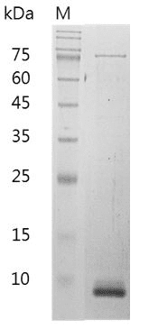 Mouse CXCL10 Protein, His tag (Animal-Free)