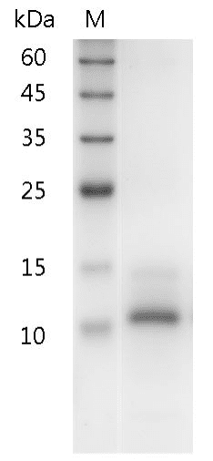 Human IL-15 protein, His tag (Animal-Free)