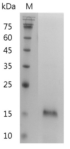 Mouse IL-25 Protein, His tag (Animal-Free)