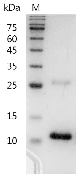 Human TGF-β3 protein, His tag (Animal-Free)