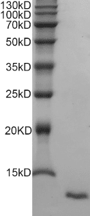 Recombinant Rat EGF protein